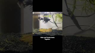 Betta fish together  Crowntail amp Dumbo ear Betta  betta bettafish fighterfish aquarium shorts [upl. by Idyak144]