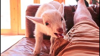 Funny Goats Screaming [upl. by Cirala]