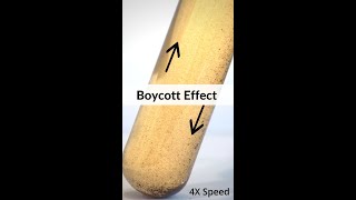 Boycott Effect [upl. by Ahsilav]