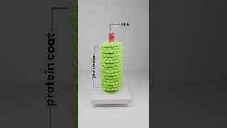 The first virus ever discovered  Tobacco Mosaic Virus TMV [upl. by Schaab]