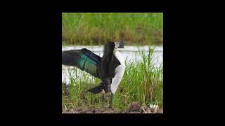 Feathered frenzyKnob billed duck male South Gujarat August 2024 [upl. by Stephani]