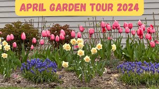 Hello Spring Bulbs April Garden Tour 2024🌷🌷🌷🌼🌼☀️ [upl. by Haya219]