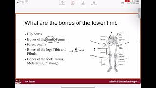 Introduction to lower limb [upl. by Iad518]