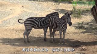 馬年看馬－斑馬篇 Year of the Horse  Zebra [upl. by O'Donnell981]