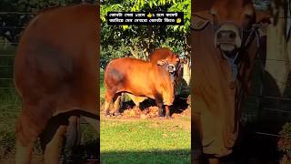 কুরবানির সবচেয়ে বড় ব্রাহামা গরু 2024🔥💯🐂 cow animals shorts viral foryou 2024 [upl. by Bathulda]