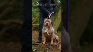 Pitbulls vs The Giants Meet the Top 3 Powerful Dog Breeds 💪🐶 shorts facts pitbull [upl. by Sydel852]