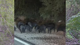 Pack of pigs wild hogs seen in southeastside neighborhood [upl. by Daugherty]