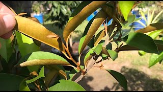 Star Apple Caimito in containers with flowering buds update September 6th 2021 [upl. by Malissia]