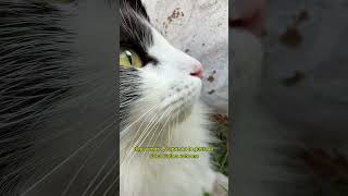 Cómo cazar pajaritos gatos fypシ parati comedia viral [upl. by Minette]