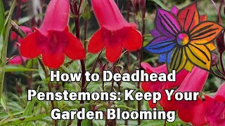 How to Deadhead Penstemons Keep Your Garden Blooming [upl. by Inahet]