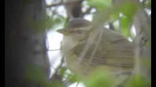 Raddes Warbler [upl. by Pickering]