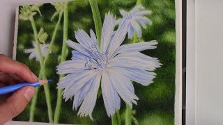 drawing a chicory blossom with colored pencils [upl. by Bettzel171]