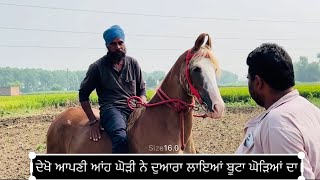 ਸ਼ੌਂਕੀ￼ horse [upl. by Ednutey302]