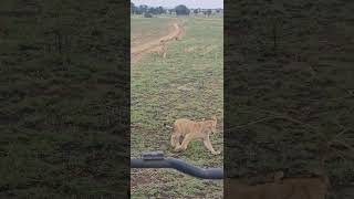 The Serengeti africa animals safari nature [upl. by Menedez]