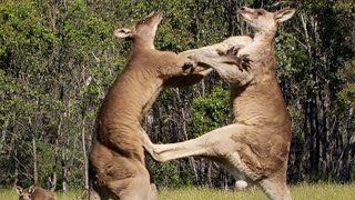 Filming The Kangaroo Boxing Fight  Wild Stories  BBC Earth [upl. by Laetitia]