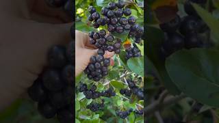 Healthy Chokeberry Healthy chokeberries Aronia wild sour antioxidants horticulture viral fb [upl. by Radburn317]