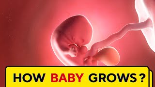 How Baby Grows in the Womb during Pregnancy [upl. by Robertson]