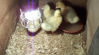 Szárnyas keltetés  Poultry hatching 2017041720 [upl. by Lalad]