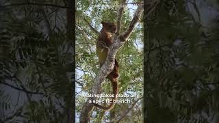 The Weird Mating Ritual of the Fossa  Nature Quest Daily  shorts animalfacts animals [upl. by Stargell487]