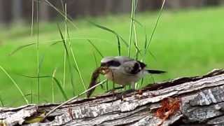 Loggerhead Shrike juvenile with lizard [upl. by Noemis]