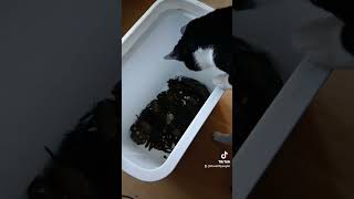 Peeler crabs are good for smoothounds not so good for cats [upl. by Zeitler398]