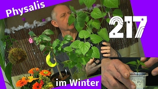 Physalis im Winter Rückschnitt und Stecklinge machen [upl. by Mahsih]