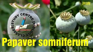 poppyPapaver somniferum [upl. by Hull]