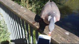 Wild wood pigeon tries to eat my iPhone [upl. by Neellok122]