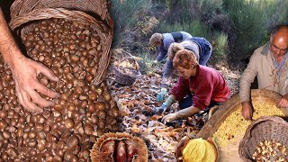 Las CASTAÑAS Recolección conservación y elaboración de este fruto  Oficios Perdidos  Documental [upl. by Barhos]