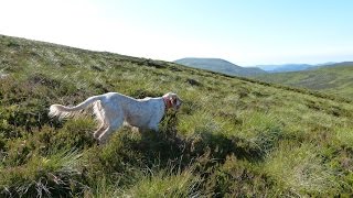 Chasse en Ecosse  tir dune bécasse à larrêt du chien [upl. by Aleafar]