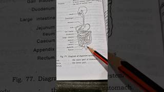 Digestive system in 1 min digestivesystem digestion [upl. by Anthony]