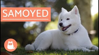 Samoyed Dog  history characteristics and care [upl. by Eanahs]