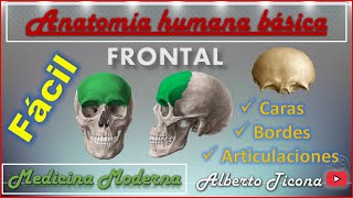 HUESO FRONTAL carasbordes y articulaciones [upl. by Anuahsal]