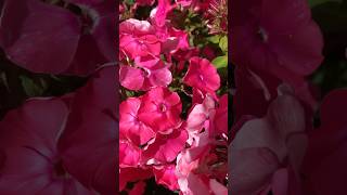 Phlox paniculata flowers garden nature relaxing asmr shorts [upl. by Entruoc952]