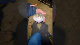 Here’s a video of a Smooth Toadfish in action before I safely released it fishfrenzycrew [upl. by Jillie]