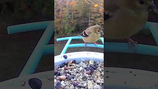 Nuthatch crashes the goldfinch party on my birdfybynetvue feeder birds nature wildlife [upl. by Luaped95]