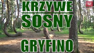 Krzywy Las Krzywych Sosen Gryfino krzywylas Krzywe sosny krzywesosny [upl. by Ertnod]