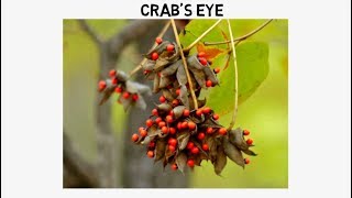 Crabs Eye  Medical Use and How to Use [upl. by Meagan]