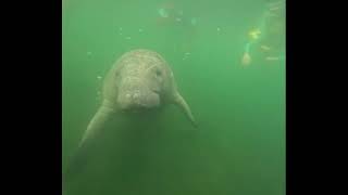 November 7 2024 Swim With Manatees Crystal River Florida [upl. by Nosille]