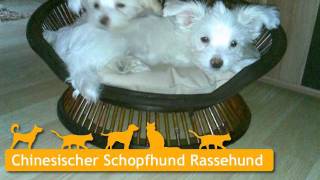 Chinesischer Schopfhund Welpen in Oranienburg [upl. by Ettedo]