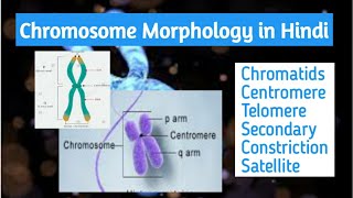 Chromosome Morphology part 1 in Hindi chromatids centromere telomere satellite p and q arm [upl. by Eignat312]