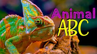 REAL ANIMAL ABC  Phonic Song Animal Alphabet [upl. by Latini464]