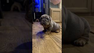 bulldog frenchbulldog puppy bulldogsofig frenchie bulldogslife dog ambulldog bulldogfamily [upl. by Aremus]