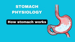 Stomach structure stomach physiology part1 stomach notes in hindi [upl. by Arnst]