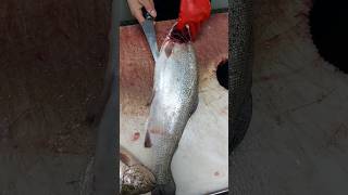 How to clean salmon and remove bones salmon [upl. by Dnomar]