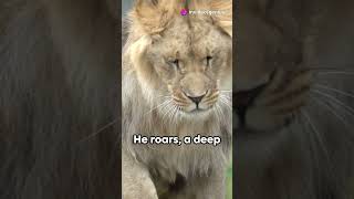 Lion love Romance in jungle trending facts subscribe [upl. by Naxor920]