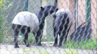 Creature Feature  Malayan Tapirs [upl. by Rana]