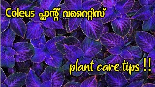 Coleus plant varieties and care tips Malayalam  Kannadi chedi [upl. by Yssim98]