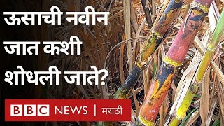 Sugarcane Research ऊसाचं उत्पन्न आणि साखरेचा उतारा वाढवणारी CO 86032 सारखीच ऊसाची नवीन जात येणार [upl. by Dlared]