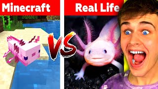 AXOLOTL v Minecraftu vs REÁLNÝ SVĚT [upl. by Dewees]